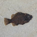 In Stone Fossils 
