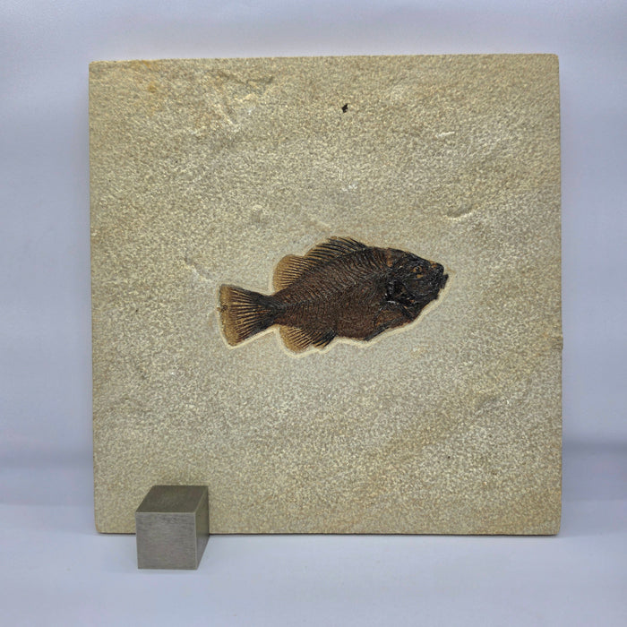 4.25" Cockerellites liops (formerly Priscacara liops) | 100% Natural | Green River Formation | Wyoming