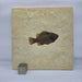 In Stone Fossils 
