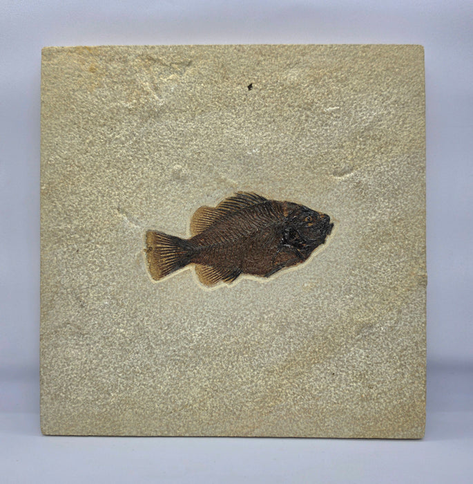 4.25" Cockerellites liops (formerly Priscacara liops) | 100% Natural | Green River Formation | Wyoming
