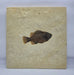 In Stone Fossils 