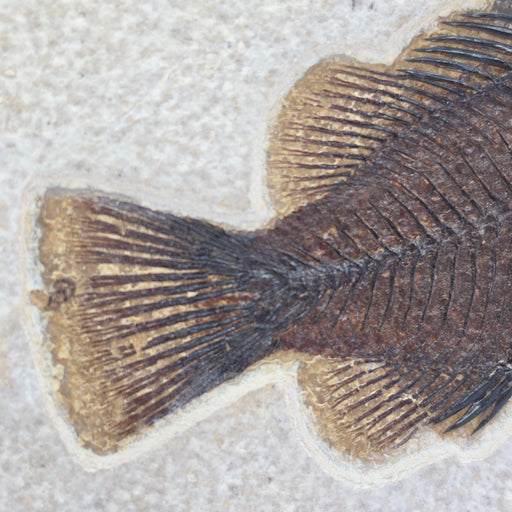 In Stone Fossils 