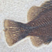 In Stone Fossils 