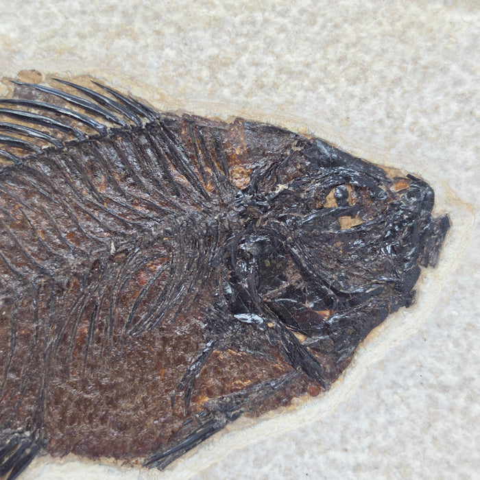 4.25" Cockerellites liops (formerly Priscacara liops) | 100% Natural | Green River Formation | Wyoming