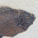 In Stone Fossils 