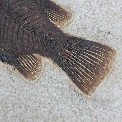 In Stone Fossils 