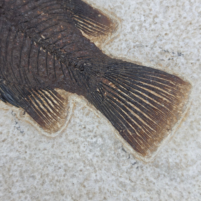 5.25" Cockerellites liops (formerly Priscacara liops) | 100% Natural | Green River Formation | Wyoming