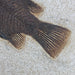 In Stone Fossils 