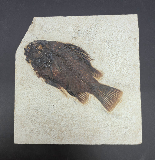 In Stone Fossils 