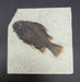 In Stone Fossils 