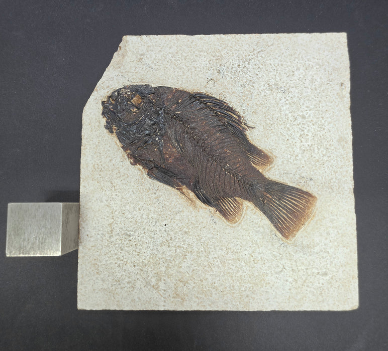 5.25" Cockerellites liops (formerly Priscacara liops) | 100% Natural | Green River Formation | Wyoming