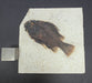 In Stone Fossils 