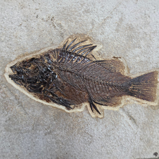 In Stone Fossils 