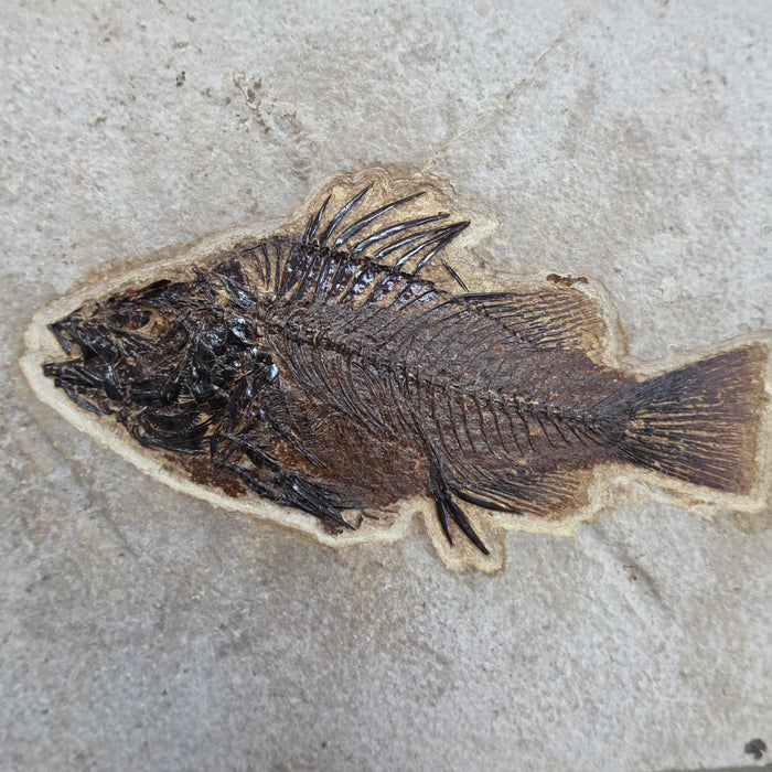 5.5" Priscacara serrata Fossil Fish | Green River Formation | Natural Specimen