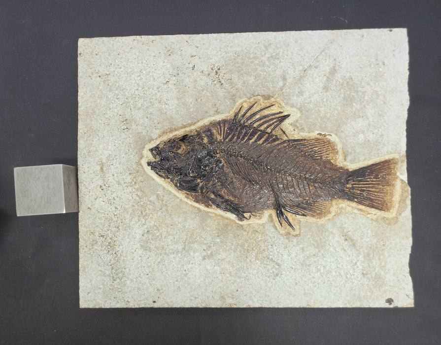 5.5" Priscacara serrata Fossil Fish | Green River Formation | Natural Specimen