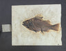 In Stone Fossils 