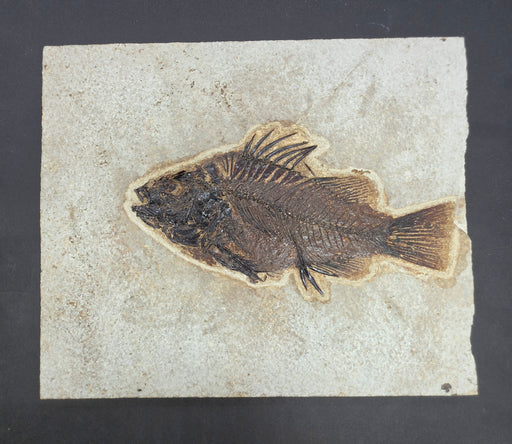 In Stone Fossils 