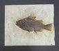 In Stone Fossils 