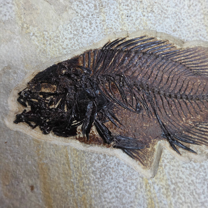 6.25" Priscacara serrata Fossil Fish | Green River Formation | Natural Specimen