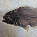 In Stone Fossils 