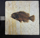 In Stone Fossils 