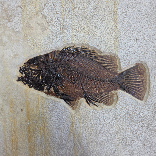 In Stone Fossils 