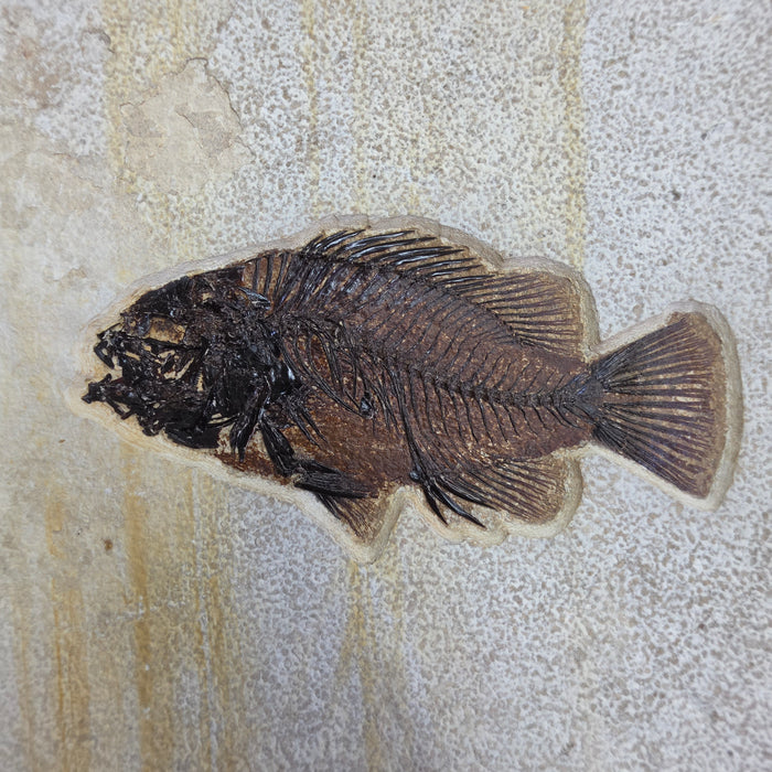 6.25" Priscacara serrata Fossil Fish | Green River Formation | Natural Specimen