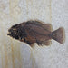 In Stone Fossils 