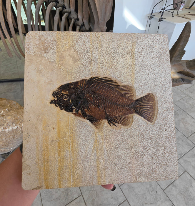 6.25" Priscacara serrata Fossil Fish | Green River Formation | Natural Specimen