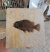 In Stone Fossils 