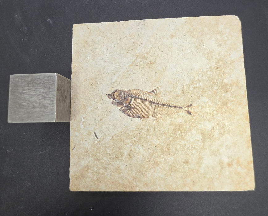 Juvenile Diplomystus dentatus with tail predation and regrowth | Green River Formation | Wyoming