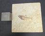 In Stone Fossils 