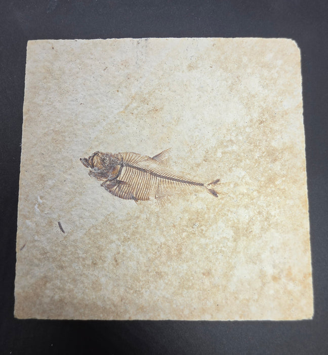Juvenile Diplomystus dentatus with tail predation and regrowth | Green River Formation | Wyoming