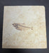 In Stone Fossils 