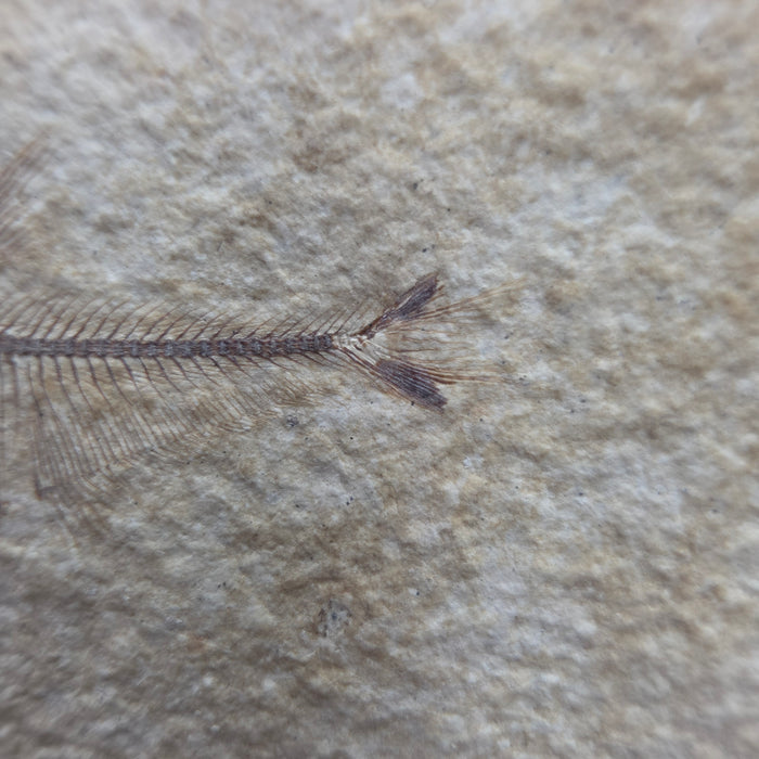 Juvenile Diplomystus dentatus with tail predation and regrowth | Green River Formation | Wyoming