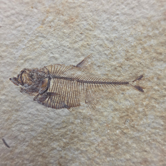 Juvenile Diplomystus dentatus with tail predation and regrowth | Green River Formation | Wyoming