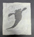 In Stone Fossils 