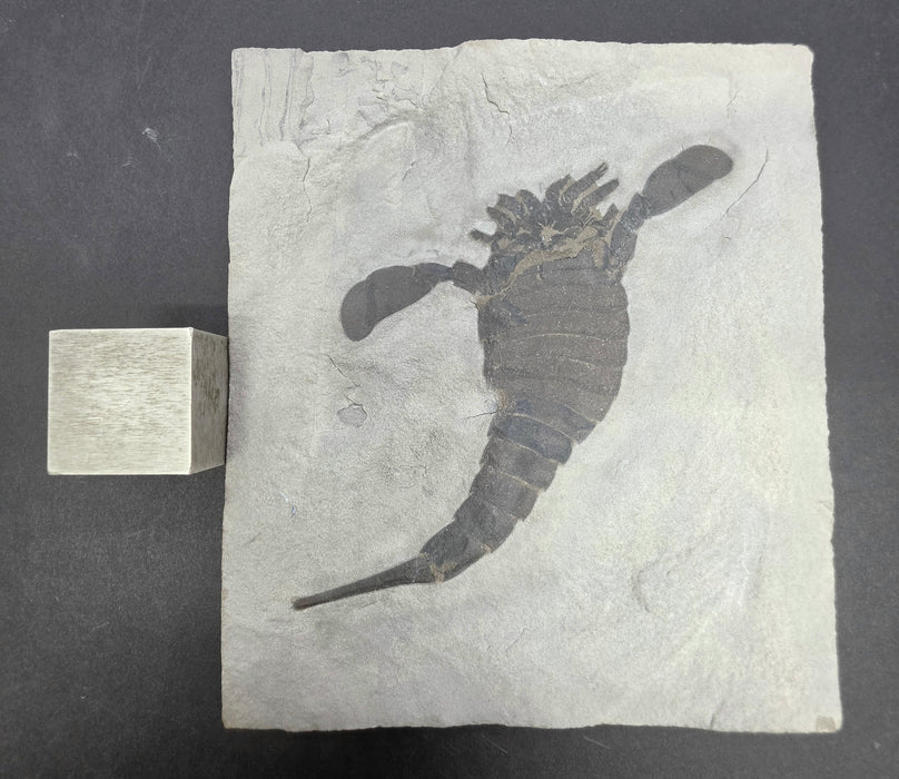 Eurypterid (Sea Scorpion) | Eurypterus remipes | New York