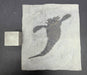 In Stone Fossils 
