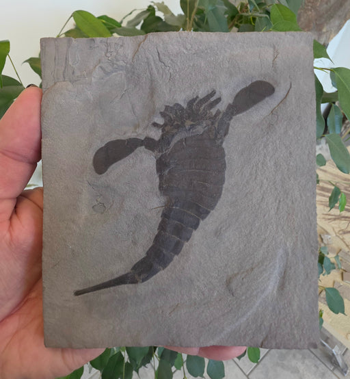 In Stone Fossils 