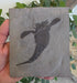 In Stone Fossils 