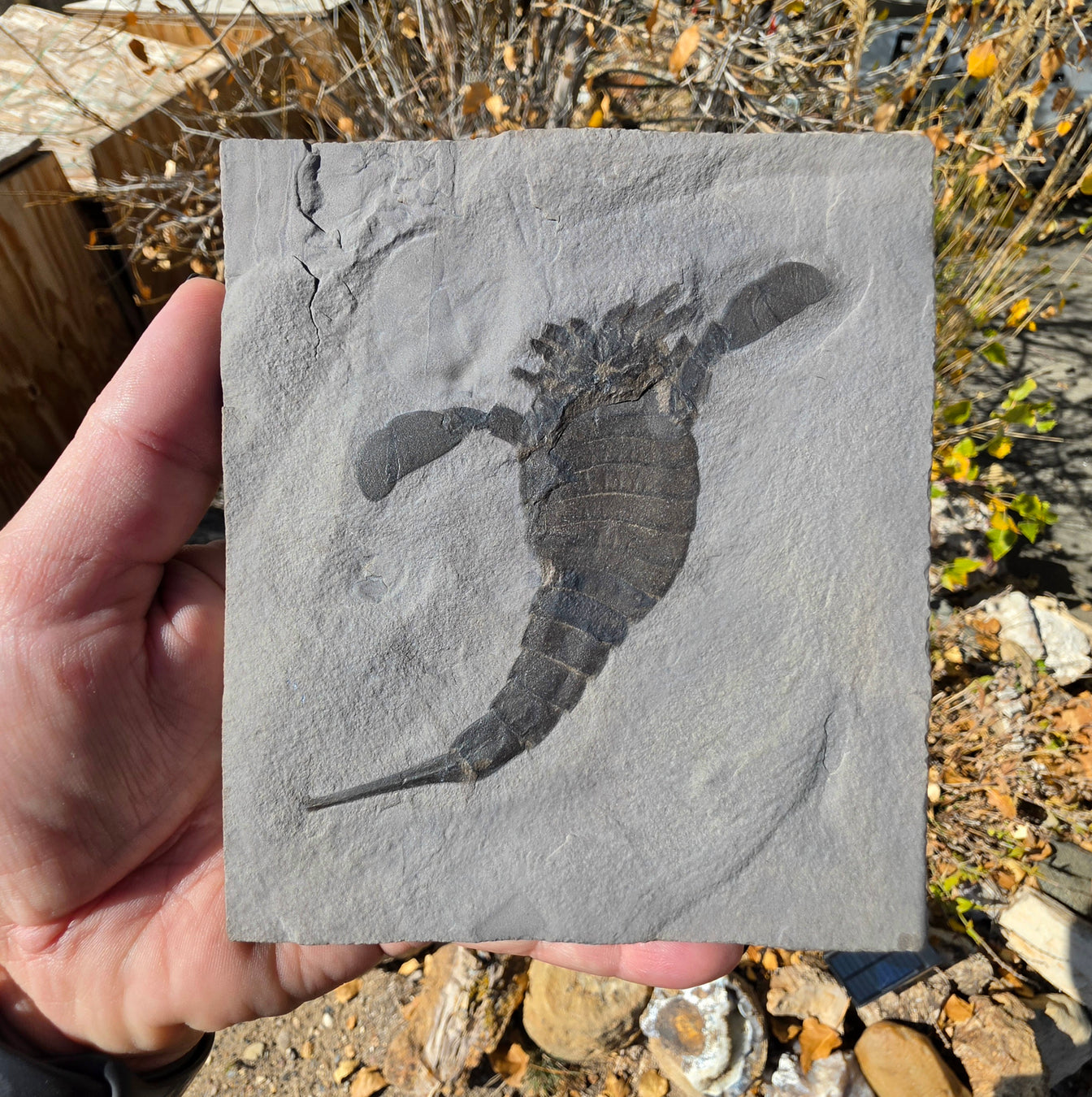In Stone Fossils 