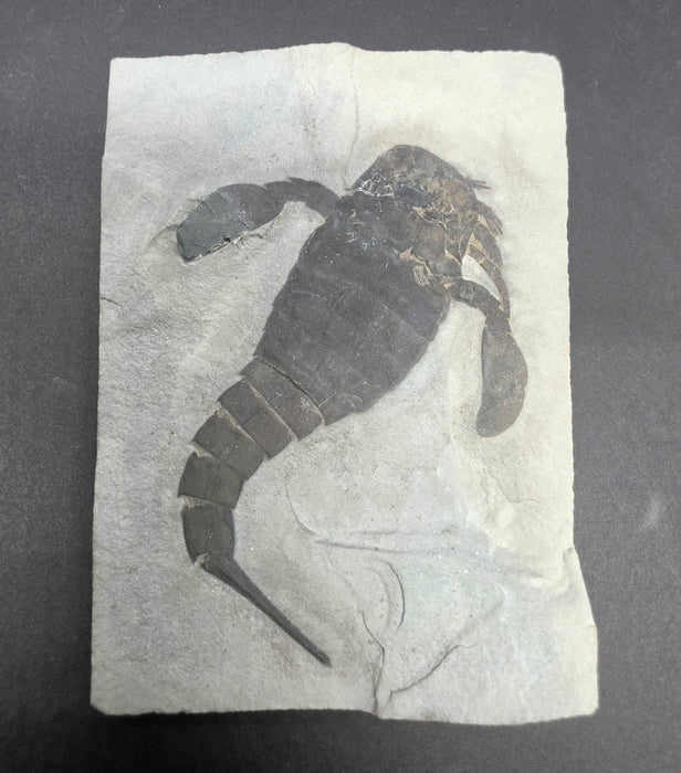 Eurypterid (Sea Scorpion) | Eurypterus remipes | New York