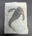 In Stone Fossils 