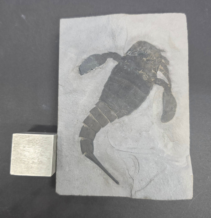 Eurypterid (Sea Scorpion) | Eurypterus remipes | New York