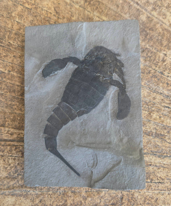 Eurypterid (Sea Scorpion) | Eurypterus remipes | New York