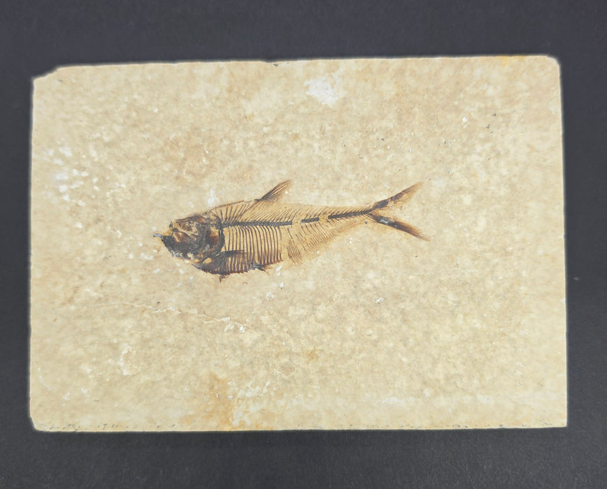 Juvenile Diplomystus dentatus | Green River Formation | Wyoming