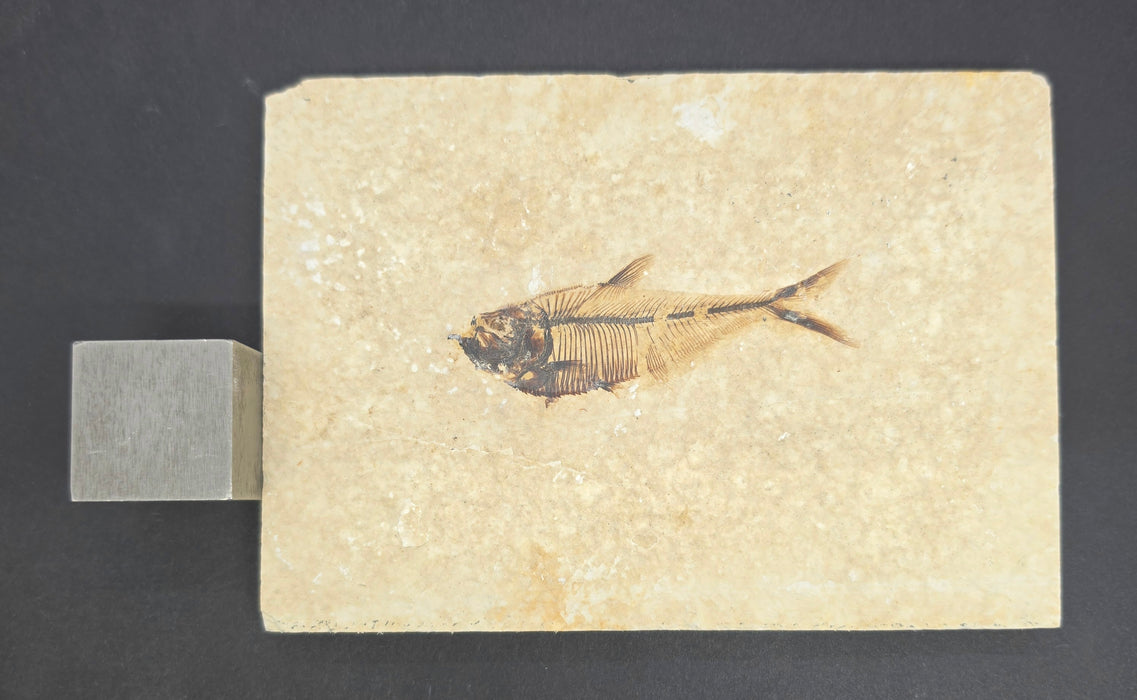 Juvenile Diplomystus dentatus | Green River Formation | Wyoming