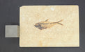 In Stone Fossils 