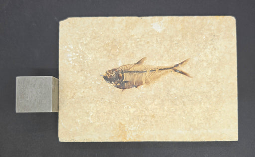 In Stone Fossils 